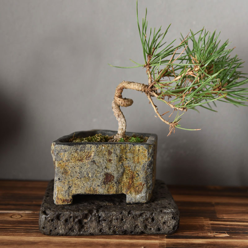 Basalt Natural Stone Flower Po - Bonsai Garden Chinese Garden review and price